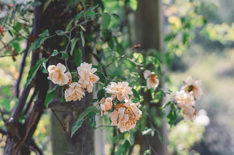 Gardener Home Page Style 16 Gardener Home Page Style 16