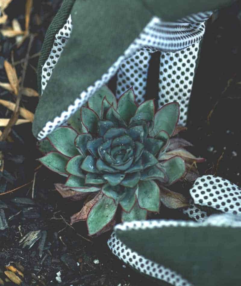 Gardener About Page Style 1 Gardener About Page Style 1