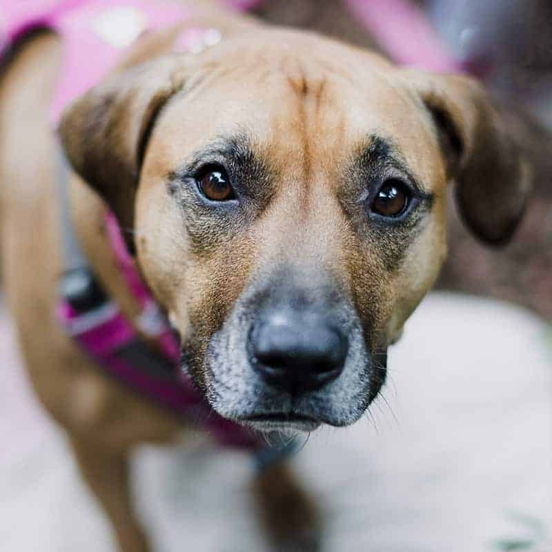 Animal Shelter Listings Page Style 2 Animal Shelter Listings Page Style 2