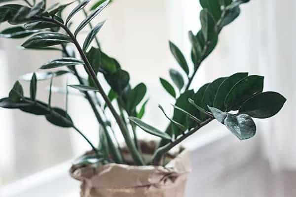Plant Nursery Services Page Style 6 Plant Nursery Services Page Style 2