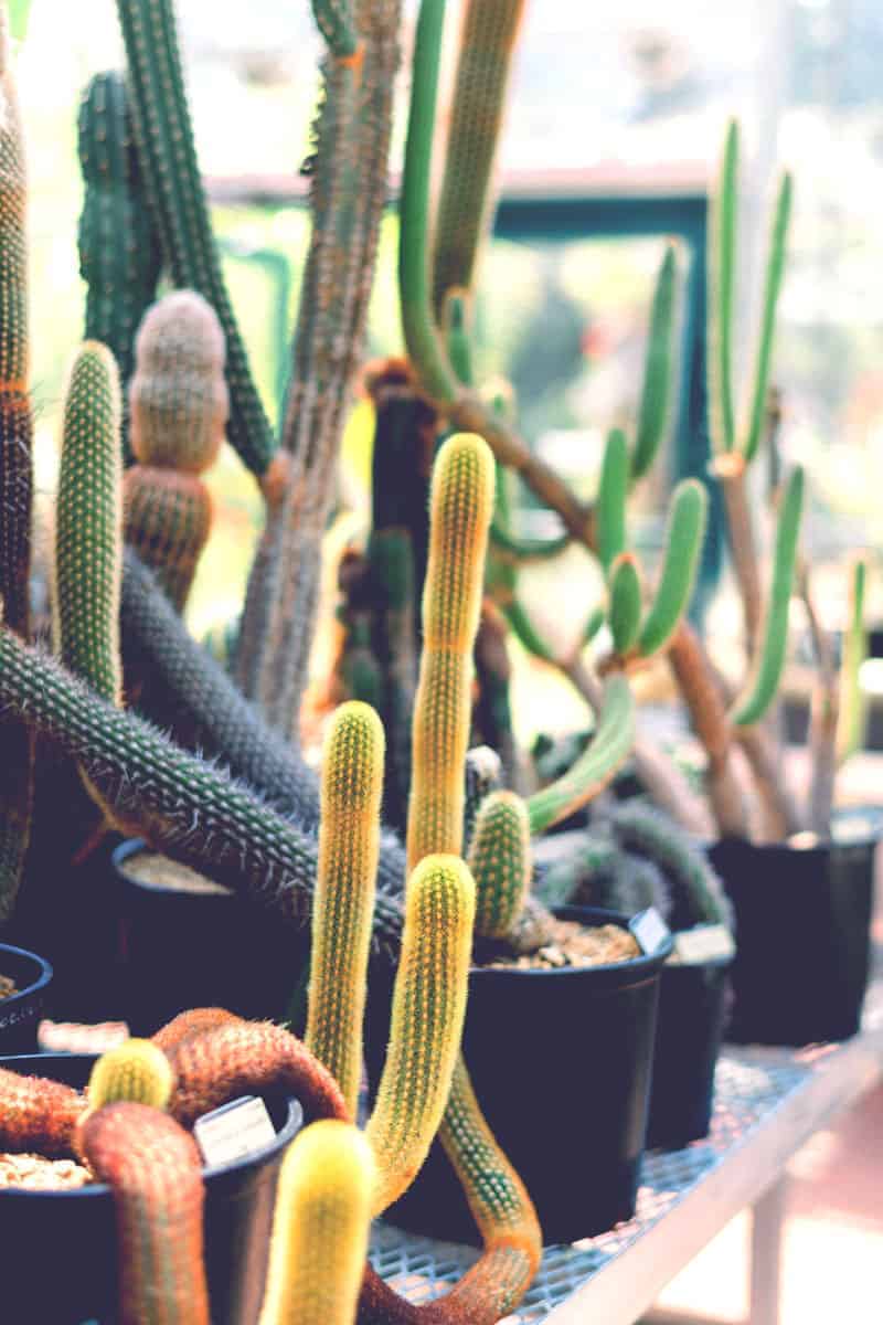 Plant Nursery About Page Style 1